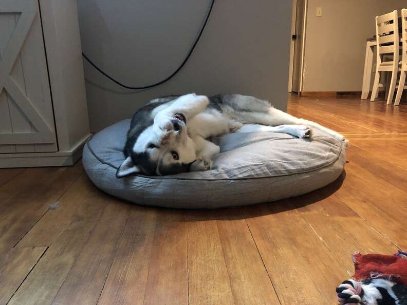 dog sees mom after 8 months apart