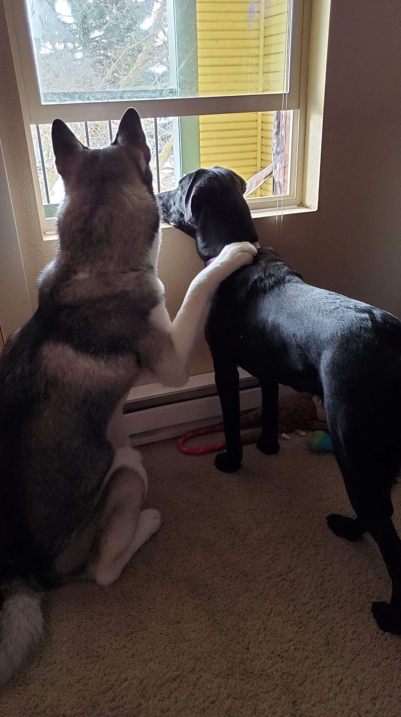 Dog So Excited To See Mom After 8 Month Deployment - The Dodo