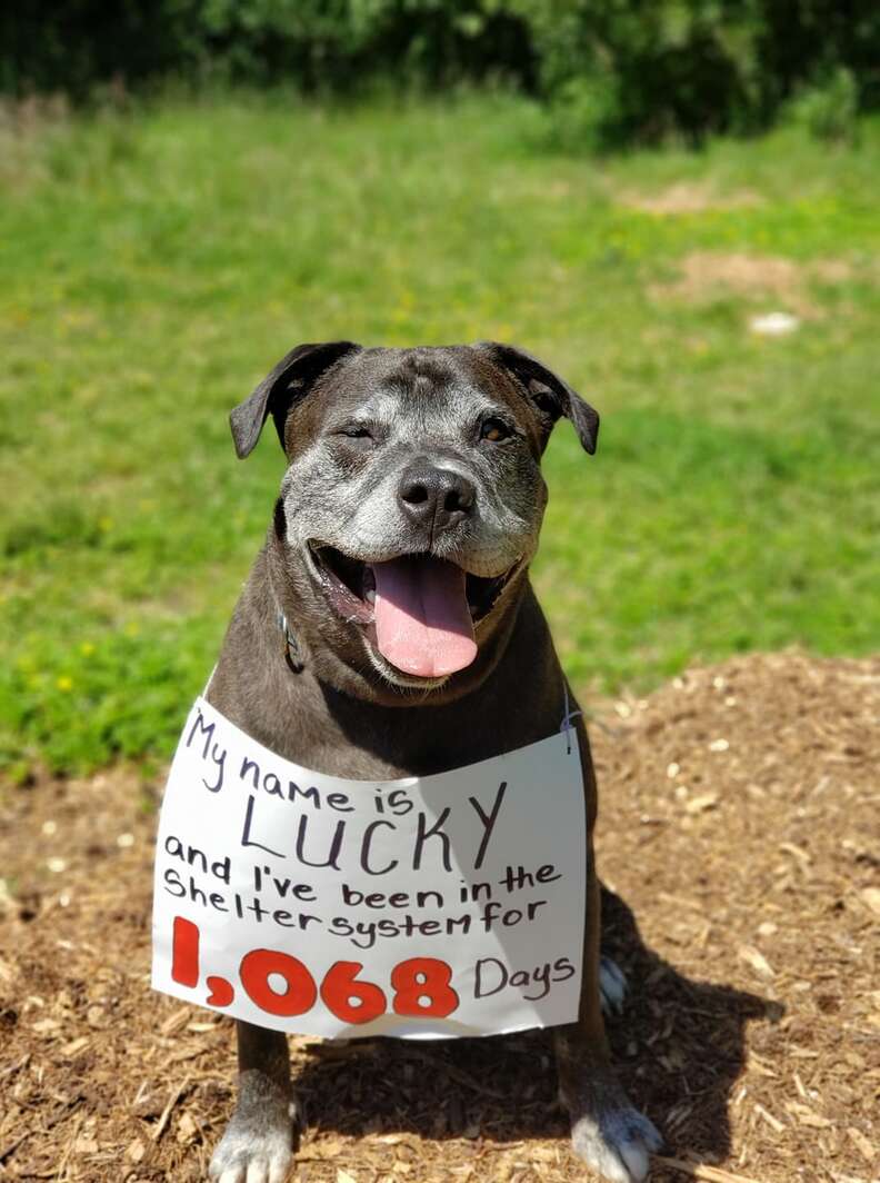 Dog waits in shelter for 1,062 days
