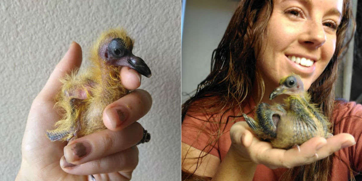 Baby Pigeon Meets Woman And Decides She X27 S Her Mom Forever