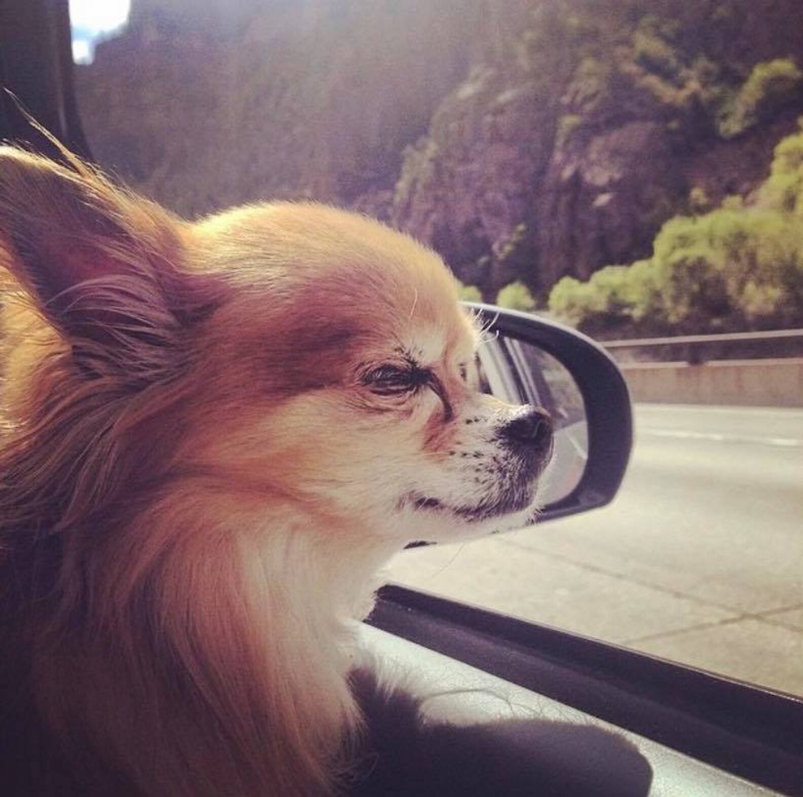 Dog Always Throws A Tantrum At Bath Time The Dodo