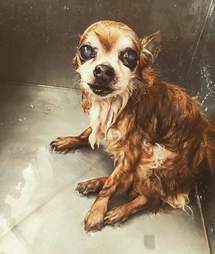 dog hates baths