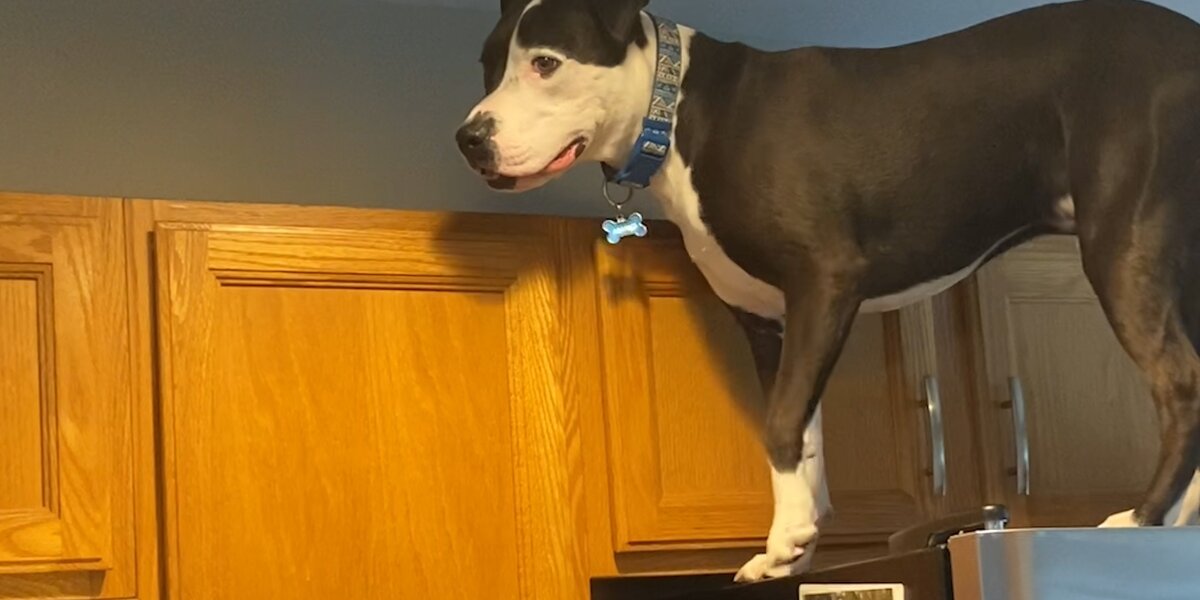 Dog Jumps On Counters Just Like Cat Siblings Videos The Dodo