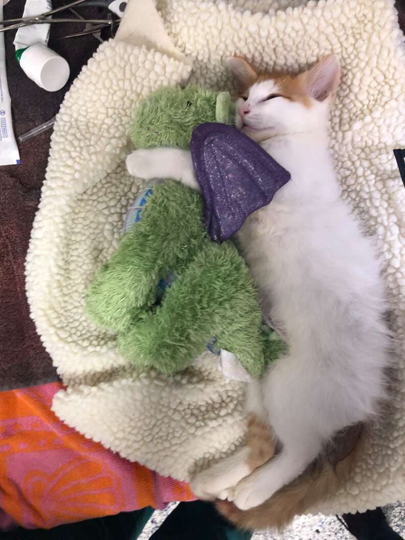 cat and dragon