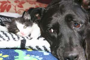 Dog Is So Gentle And Patient With Her Foster Kittens