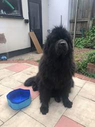 Dog gets a pool that's too small