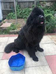 Dog pool is too small for large pup