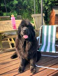 Darcy the Newfoundland chills out in the yard