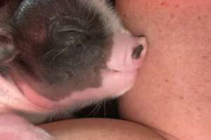 Rescued Piglet Just Got The Best Mom Ever