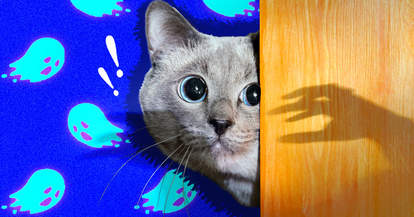 Does My Cat See Ghosts Dodowell The Dodo