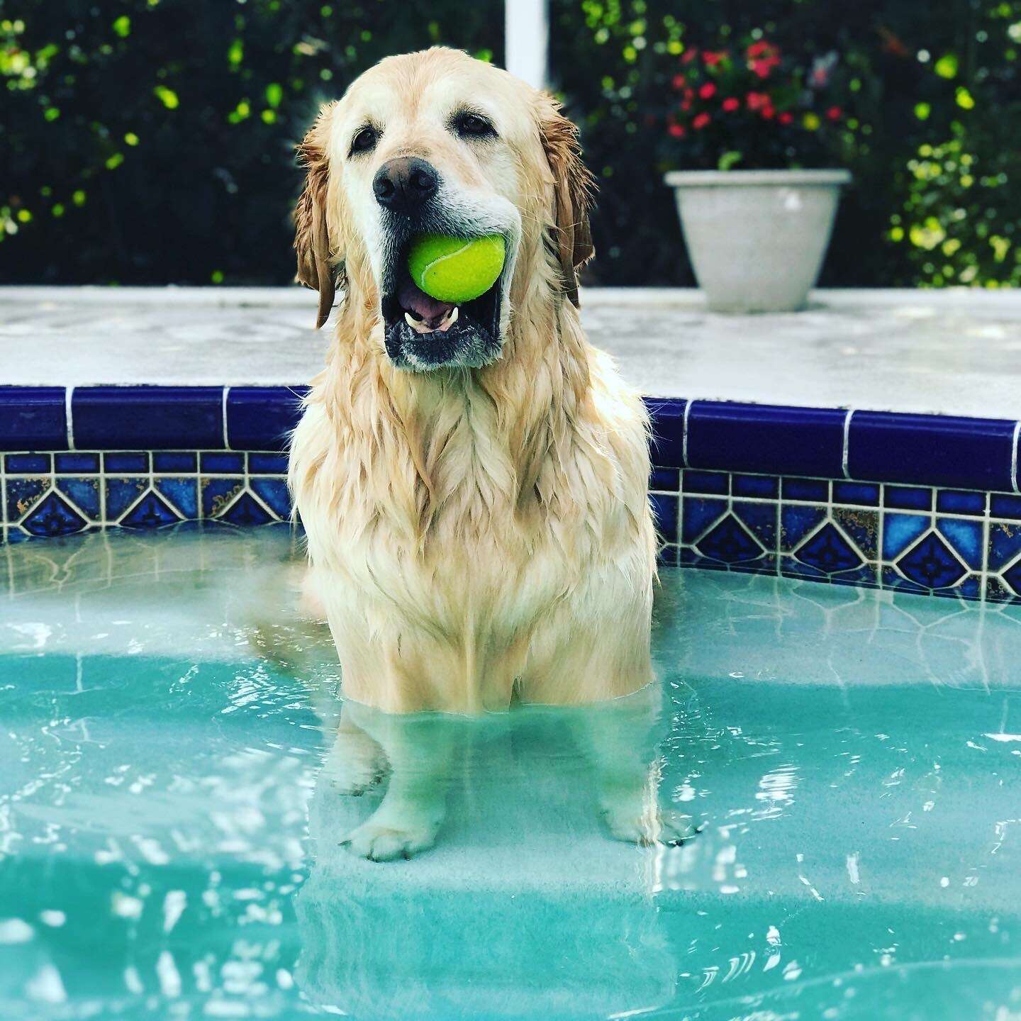 Myla the dog takes a nap in the pool