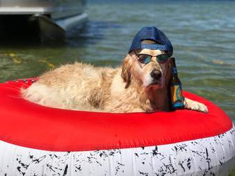 Myla the dog chills out by a lake