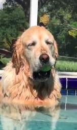 Dog falls asleep in the pool