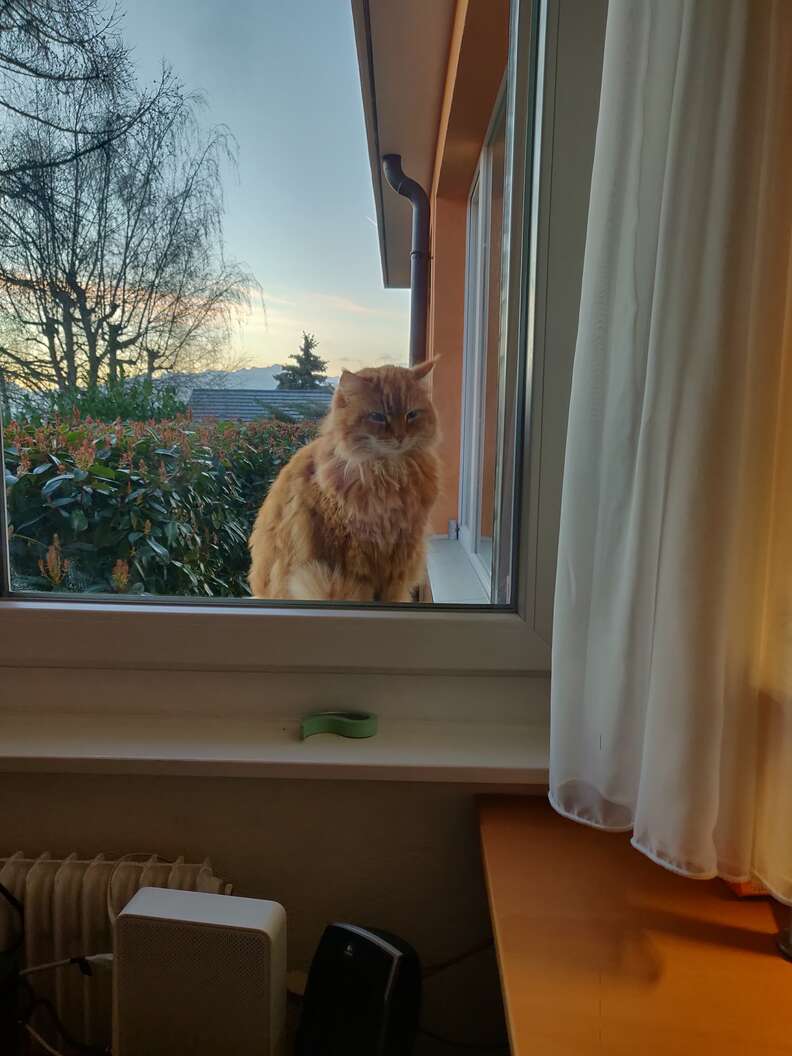 cat hears blinds