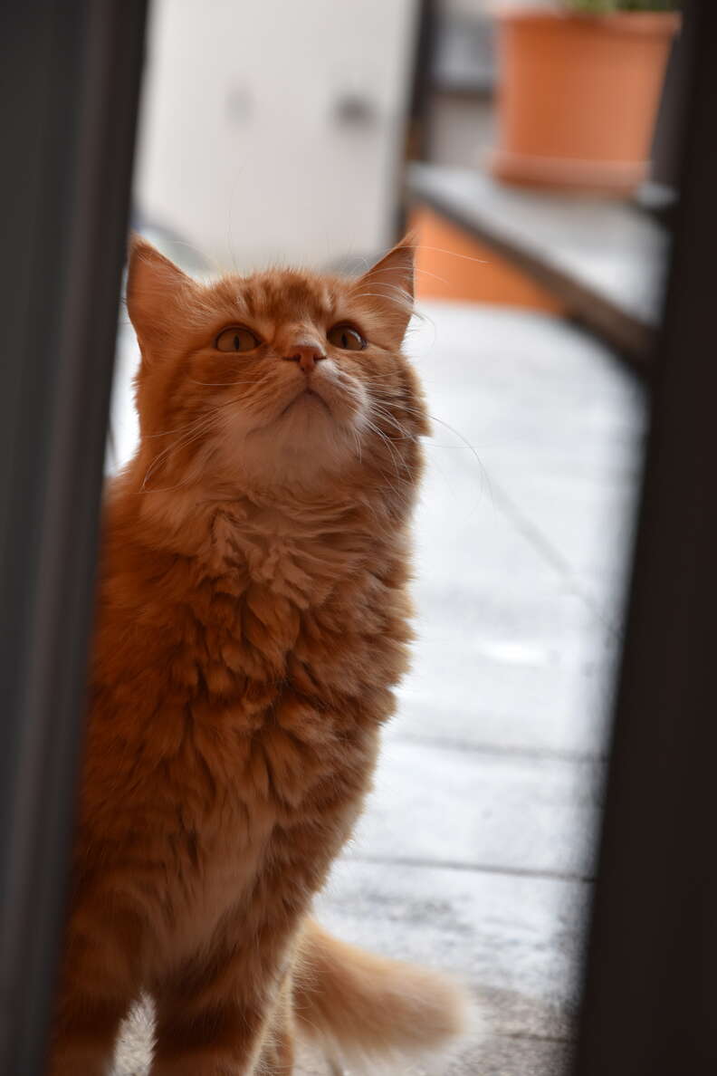 cat hears blinds