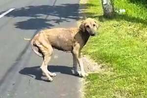 Woman Tries Every Day For A Month To Rescue This Dog