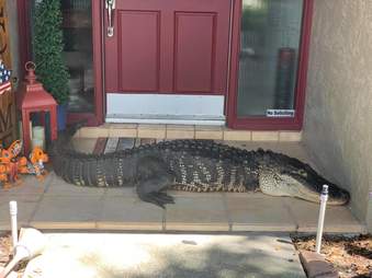 Alligator sleeps on doorstep