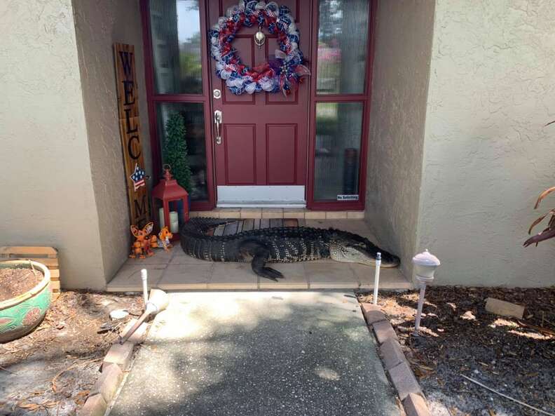 An alligator at the front door