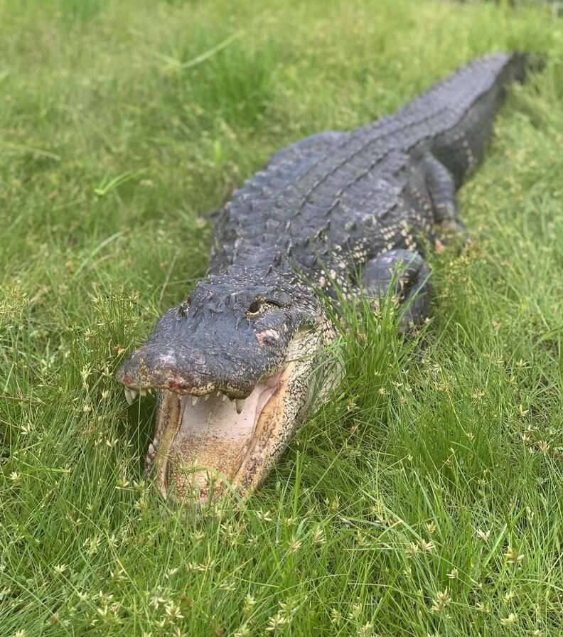 Alligator in his new home at Croc Encounters