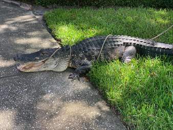 Rescuers remove alligator from house