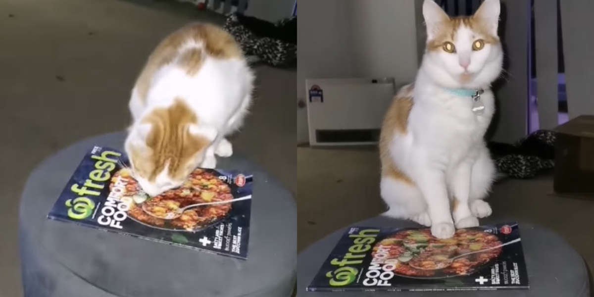 Cat Licks Picture Of Food On Cooking Magazine The Dodo