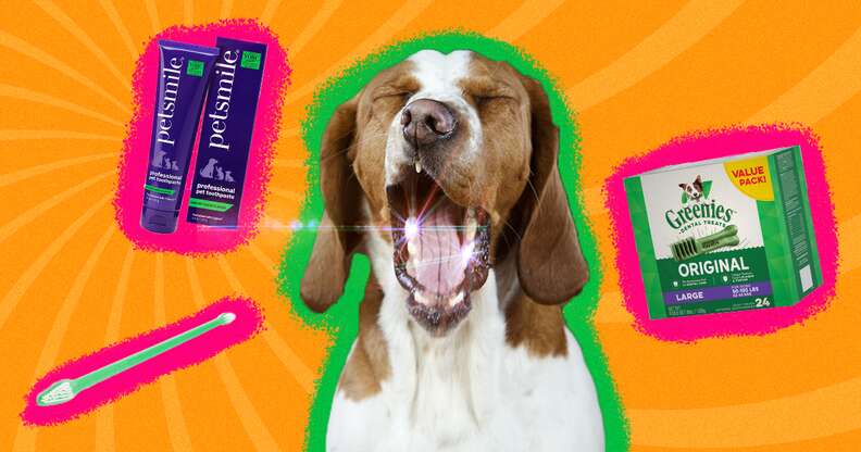 Dog with teeth cleaning products