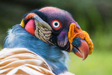 king vulture