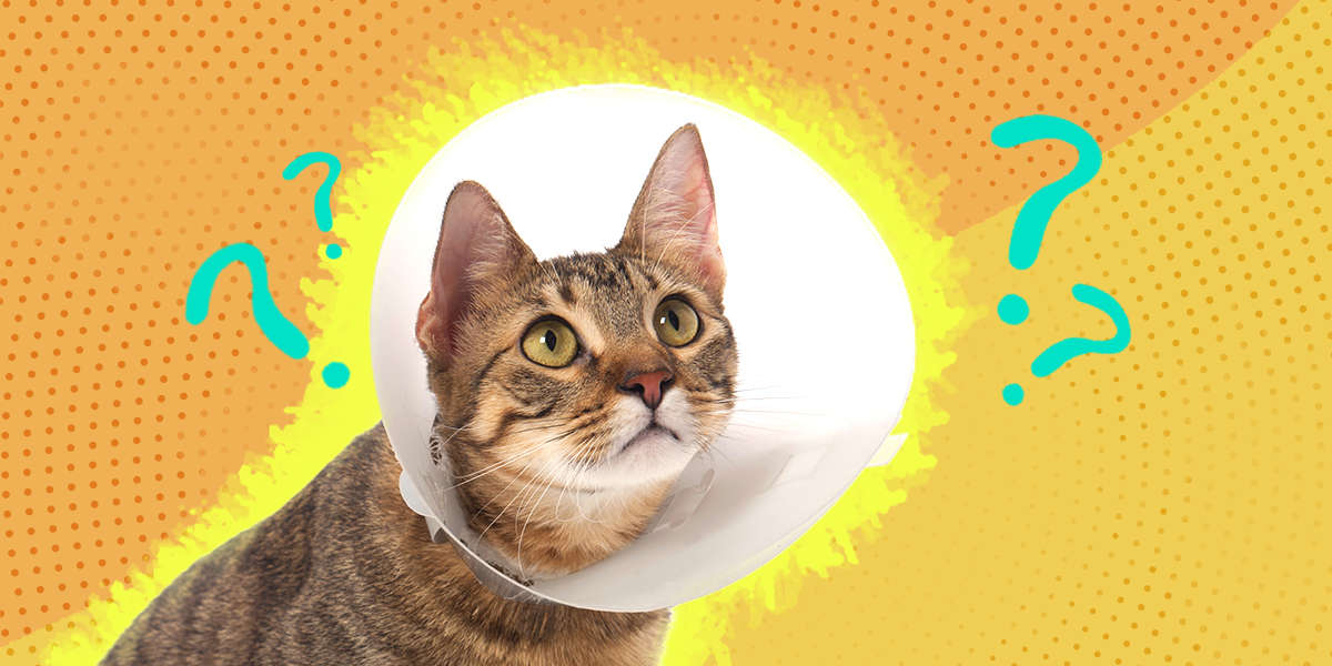 What Is A Cat Neuter? DodoWell The Dodo