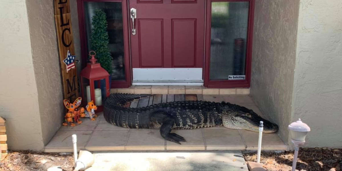 Tampa Family Finds Alligator On Their Doorstep - The Dodo