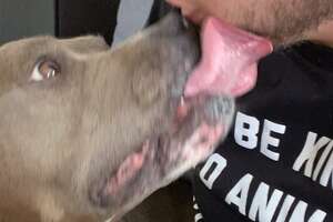 Guy Falls In Love With His Little Meatball Of A Foster Dog