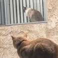 Cat Neighbors Fall In Love Through Their Windows