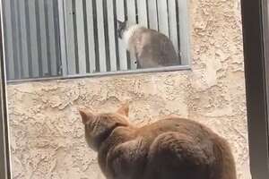 Cat Neighbors Fall In Love Through Their Windows