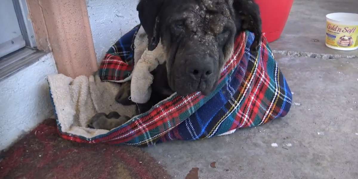 Stray Rottweiler Nobody Wanted Is Unrecognizable Now - Videos - The Dodo