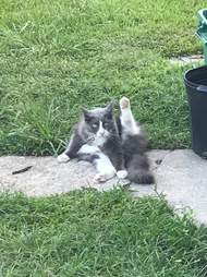 Kleptomaniac cat steals laundry