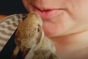 Wild Baby Rabbit Gets So Big And Bouncy