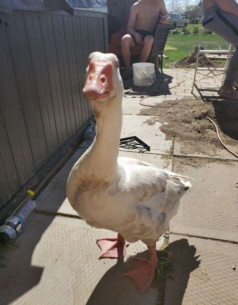 Steve the goose returns to family