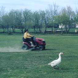 Steve the goose follows his mom around