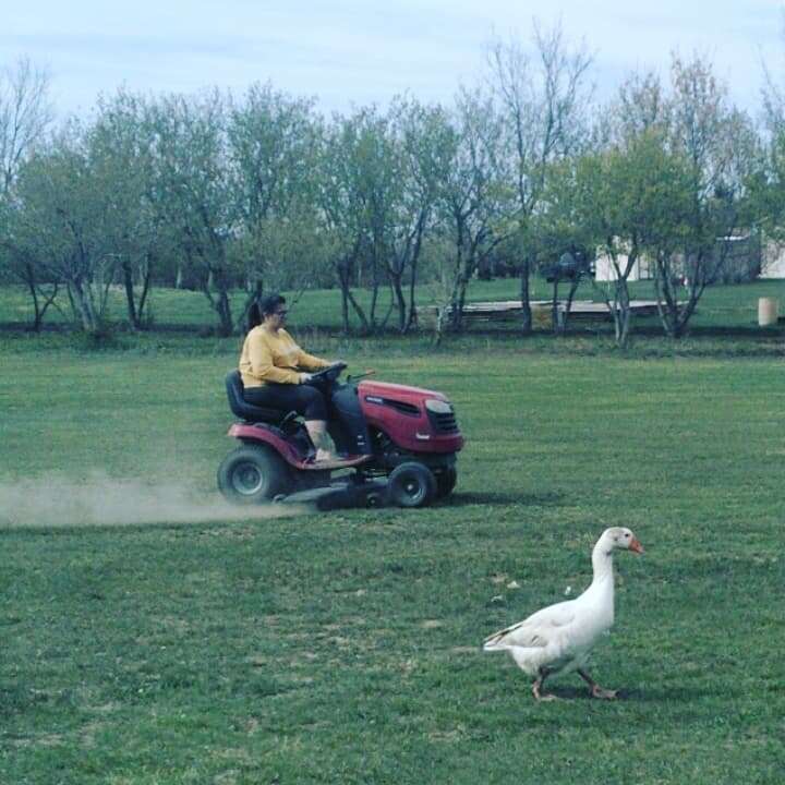 Steve the goose follows his mom around