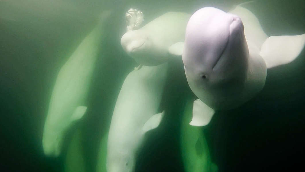 Beluga Whale Live Cam: Stream 57,000 Beluga Whales Coming to Canada