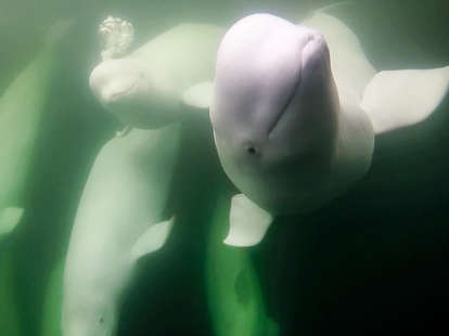 beluga whale live cam