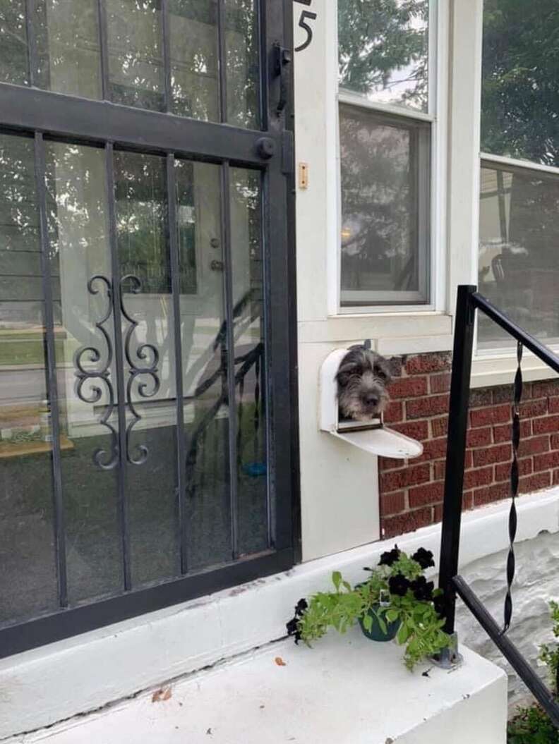 Dog pokes his head out of the mailbox