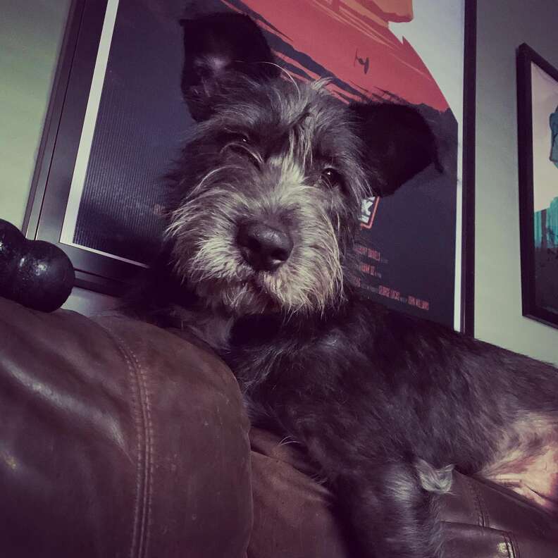 Rigby the dog relaxes on the couch