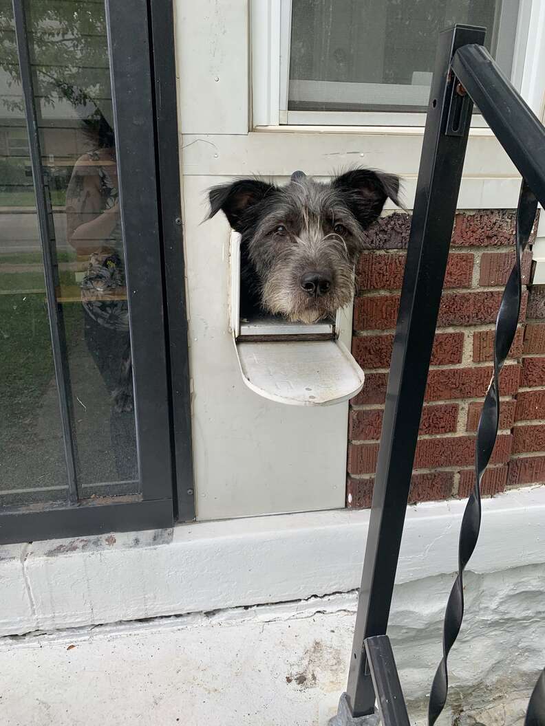 Dog in mailbox surprises mailman