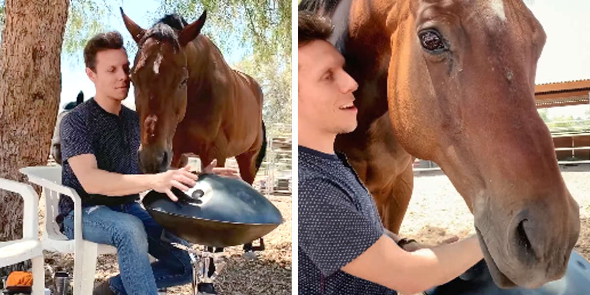 Horse Has Such A Sweet Reaction When He Gets His Very Own Concert - The ...