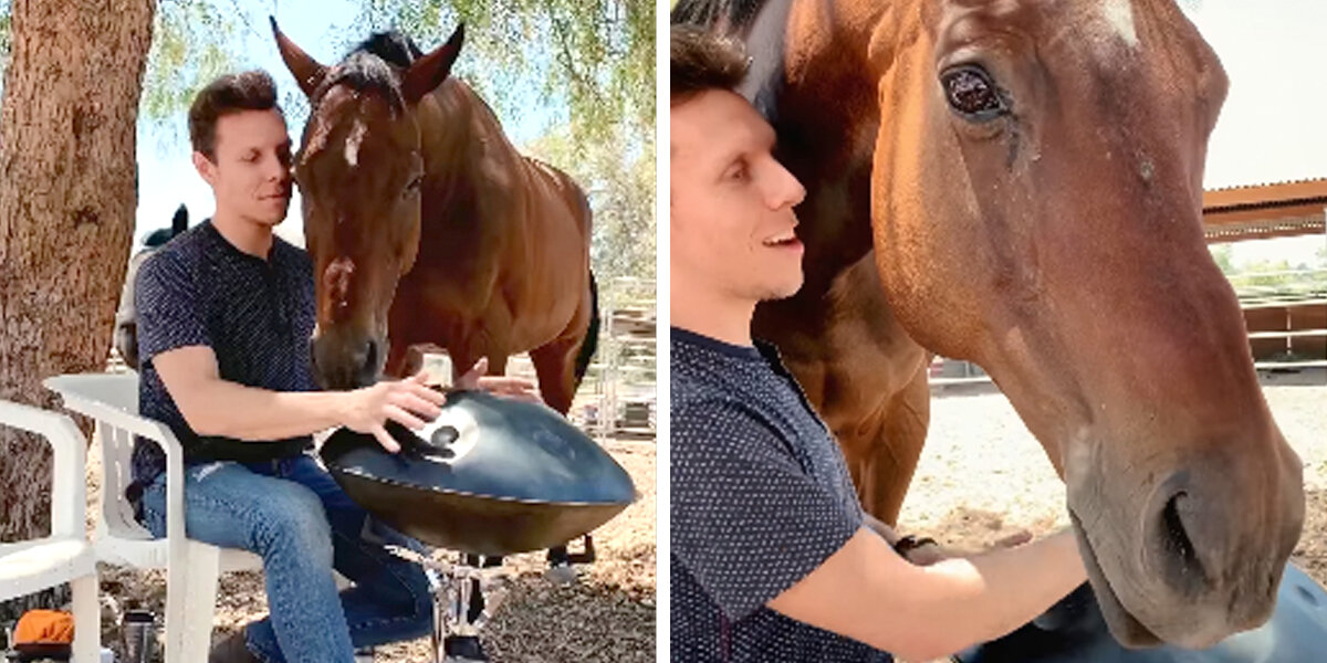 Sam Slodowitz Horse Has Such A Sweet Reaction When He Gets His Very Own Concert - The ...
