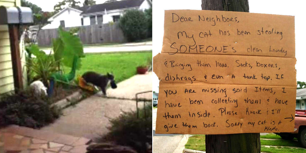 Thieving Cat Won't Stop Stealing Neighbor's Laundry The Dodo