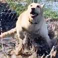 Dog Loves Splashing In Puddles For The Sweetest Reason