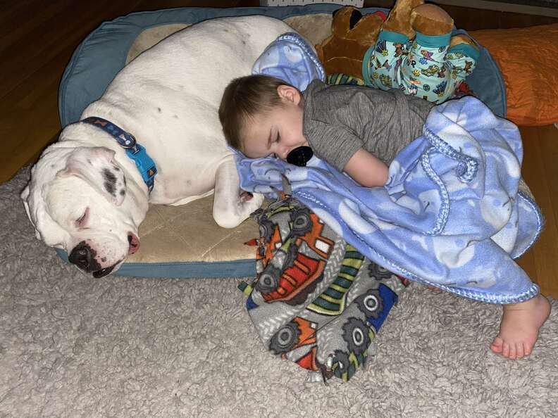 Little boy sleeps with his boxer in a dog bed