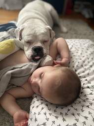 Boxer comforts toddler when he's sick