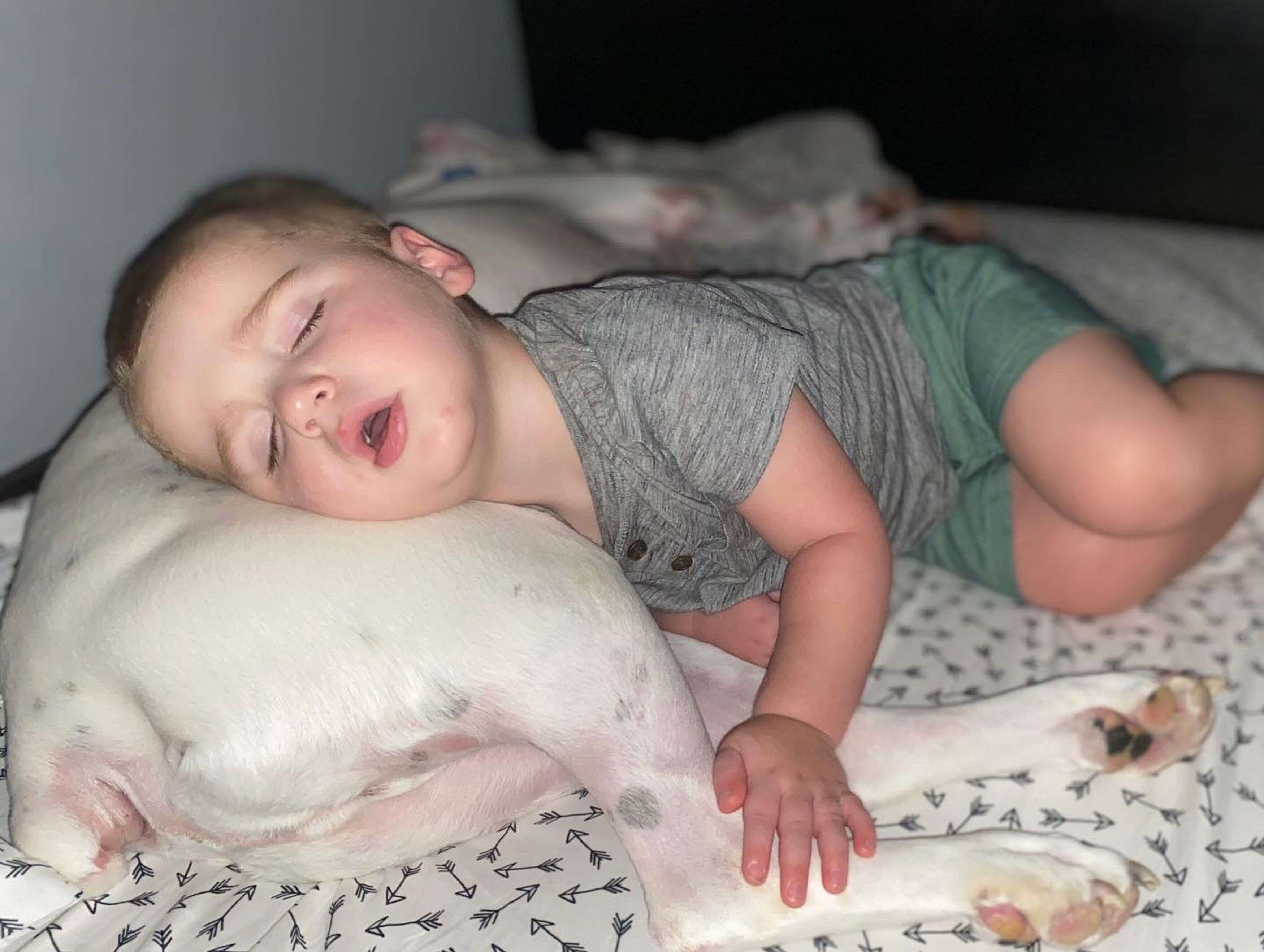 Boxer and toddler sleep together